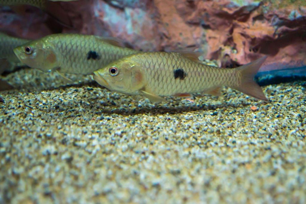 Ciri Ikan Hampala