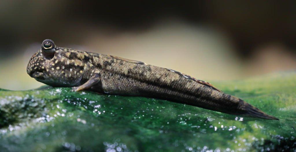Ciri Ikan Mudskipper