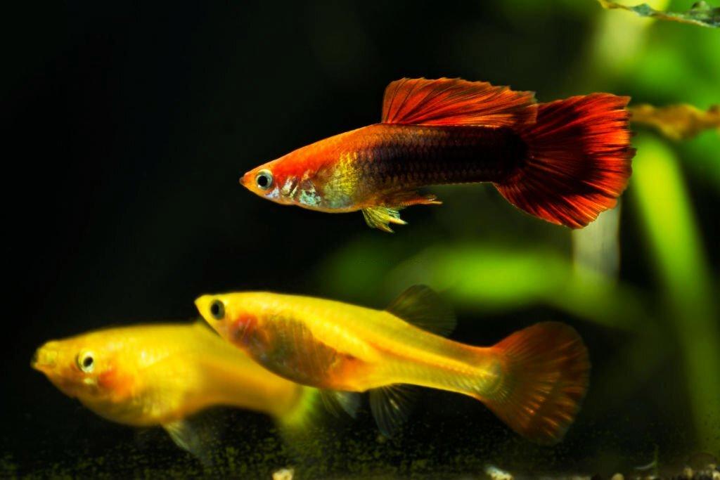 Ikan Air Payau