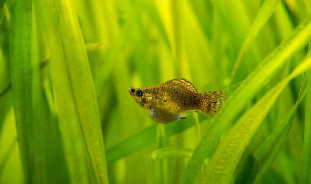 Ikan Air Payau