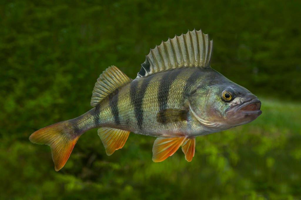 Ikan Air Payau