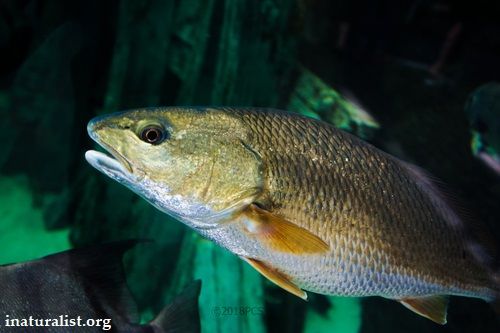 Ikan Air Payau