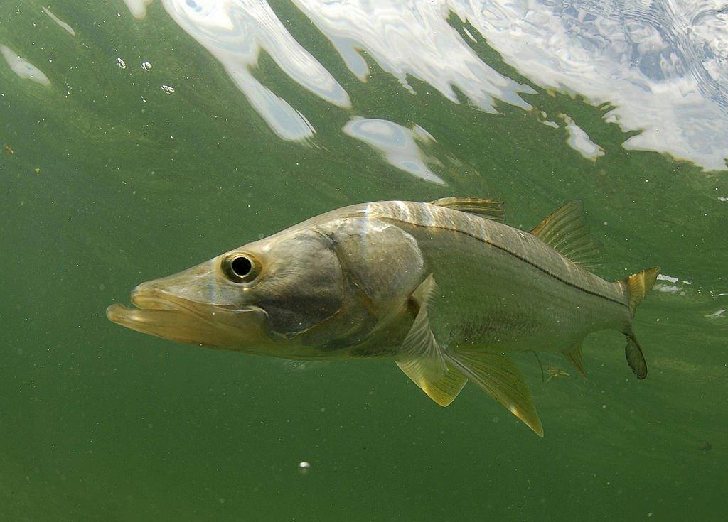 Ikan Air Payau