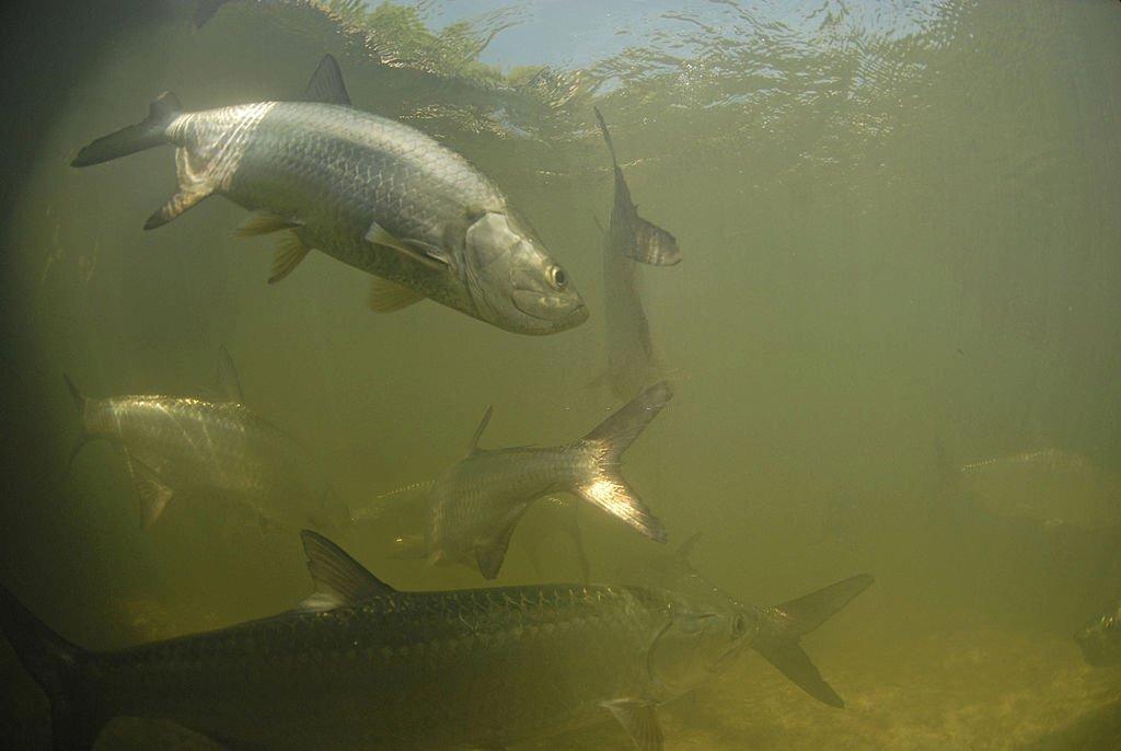 Ikan Air Payau