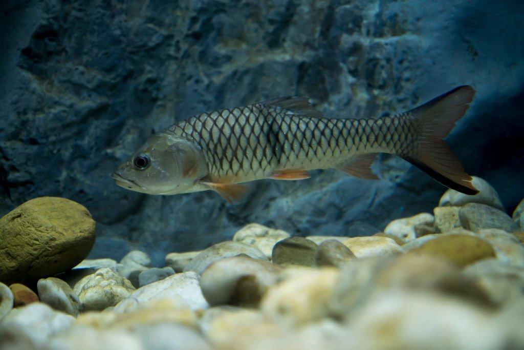Jenis Ikan Hampala