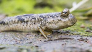 Ikan Mudskipper