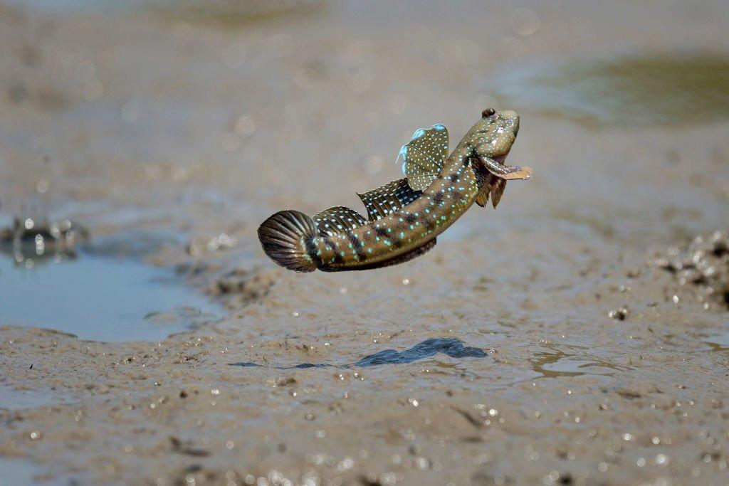 Ikan Mudskipper