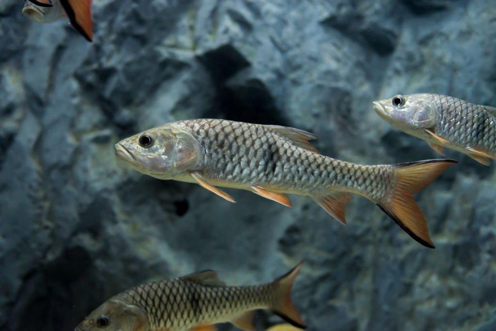 Makanan Ikan Hampala