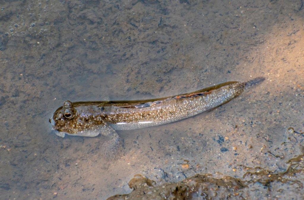 Makanan Ikan Mudskipper
