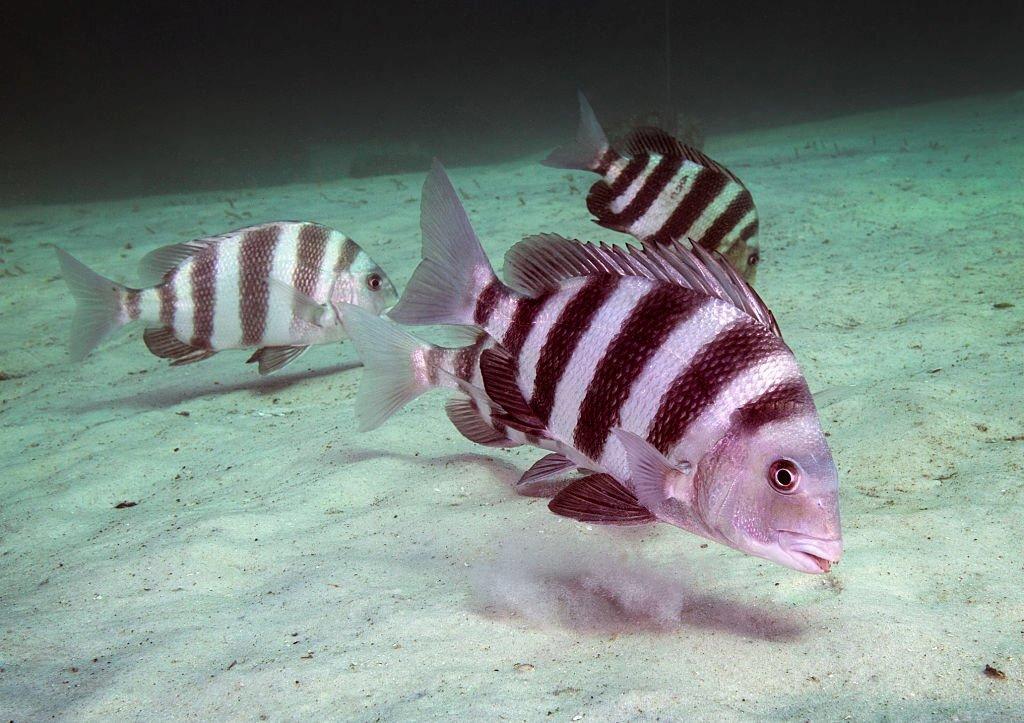 Ikan Air Payau