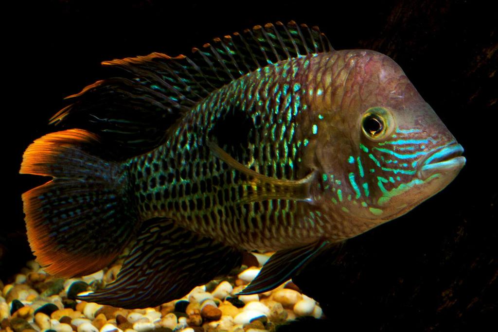 Cara Merawat Ikan Golsom