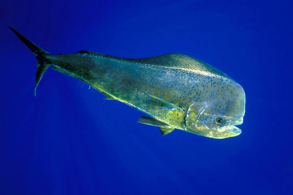 Ciri Fisik Ikan Lemadang