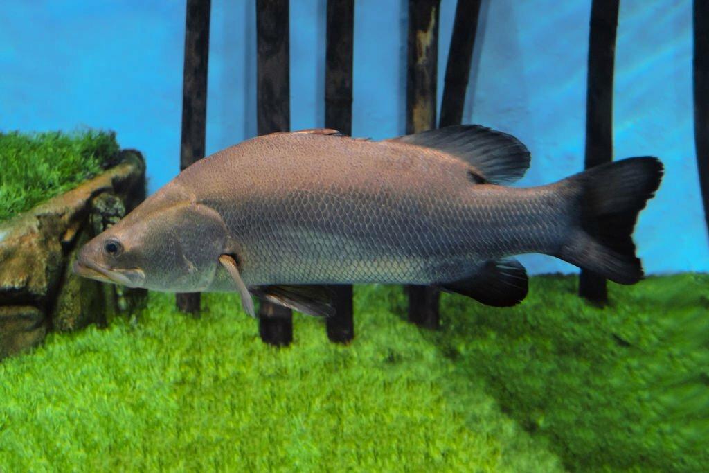 Ciri-ciri Ikan Barramundi