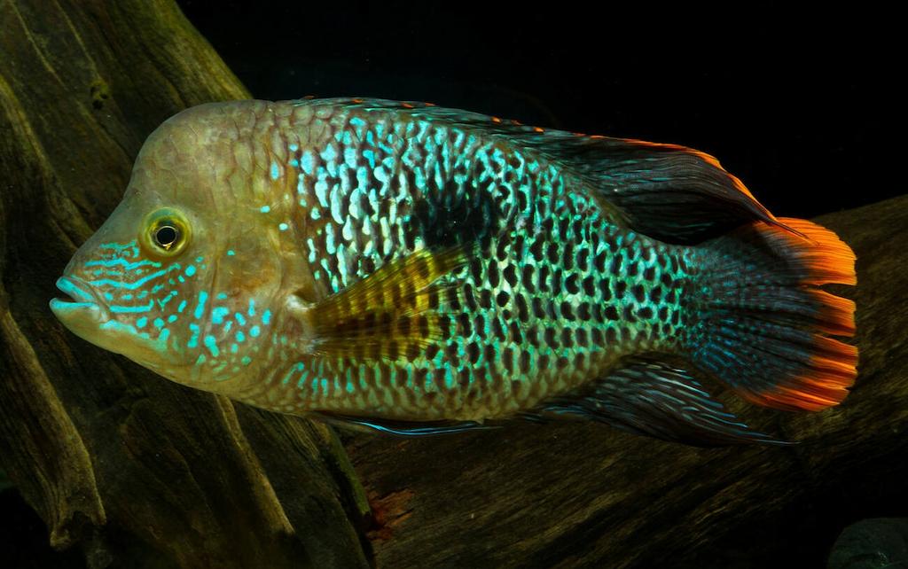 Ciri-ciri Ikan Golsom