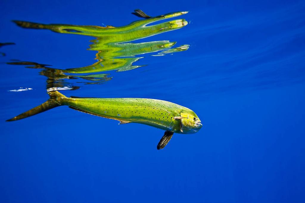 Habitat Ikan Lemadang