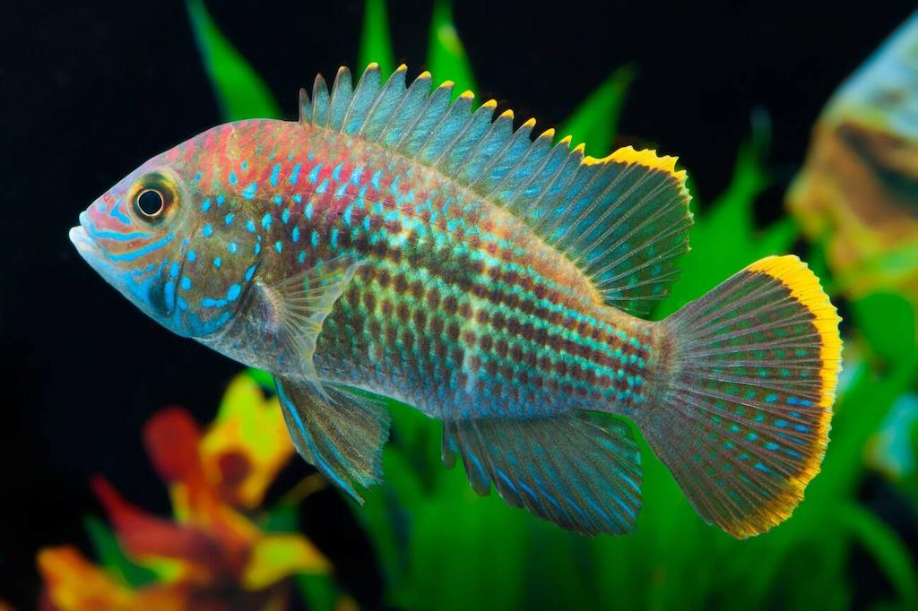 Harga Ikan Golsom