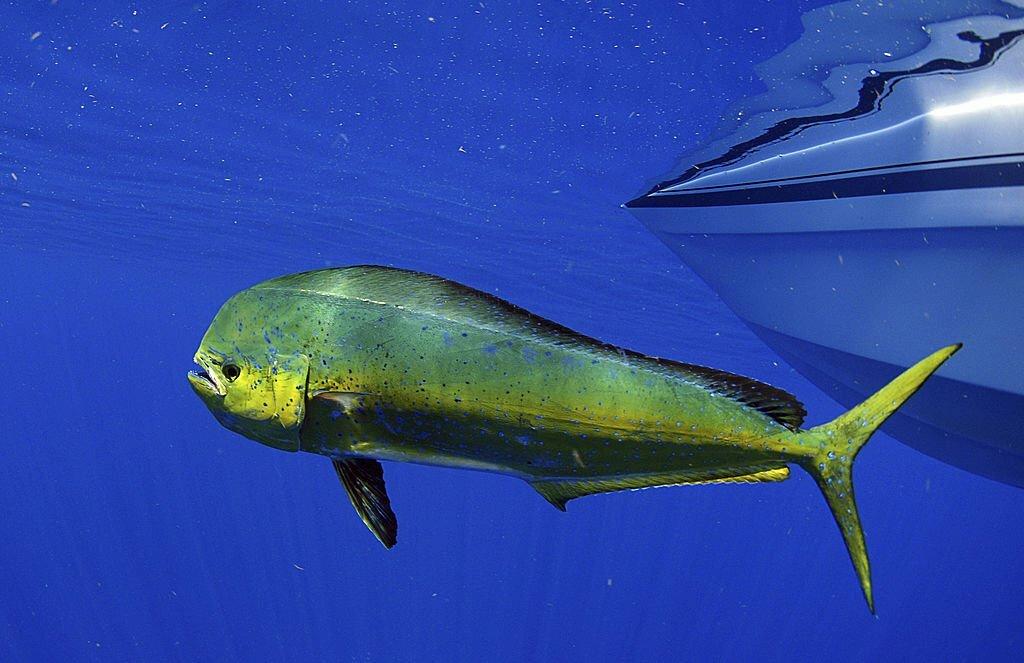 Ikan Lemadang (Mahi-Mahi)