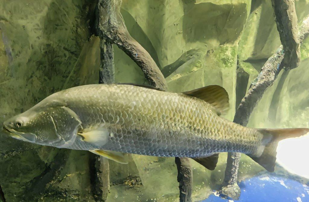 Ikan Barramundi