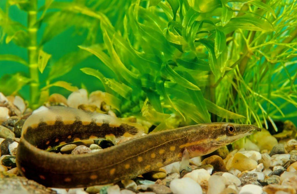 Memelihara Ikan Tilan