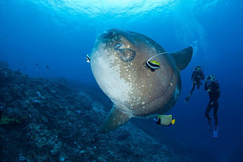 Рыба луна клюет. Обыкновенная Луна-рыба Mola Mola. Огромная морская рыба. Большие рыбы в океане. Морская рыба Луна.