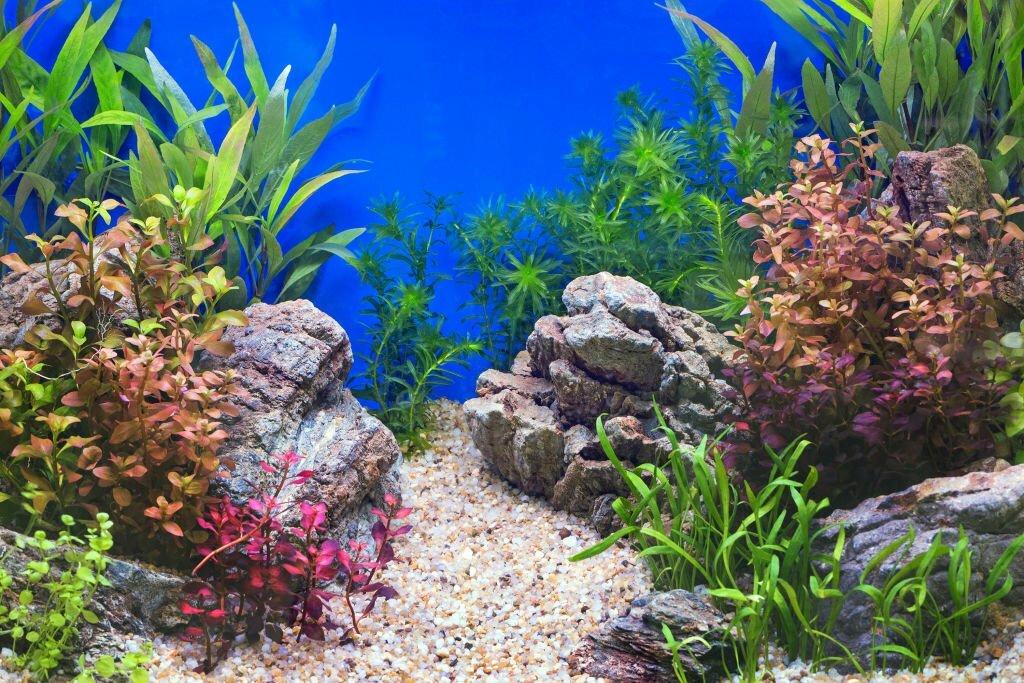 Hardscape Aquascape