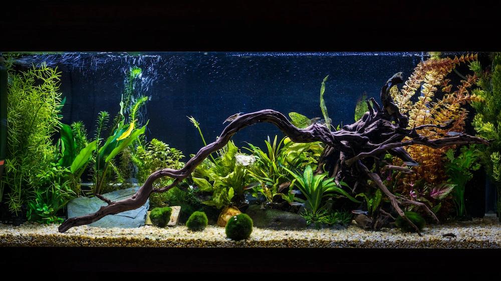 Jenis Kayu Aquascape