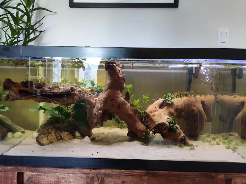 Kayu Aquascape Mopani Wood