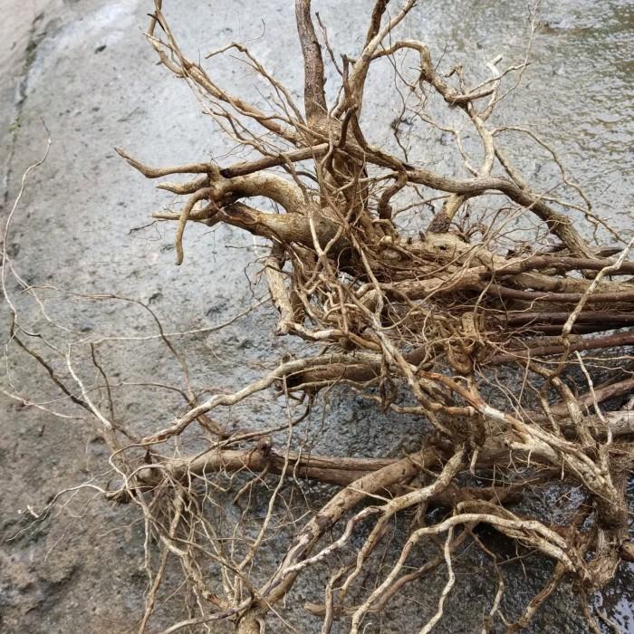 Kayu Aquascape Senggani