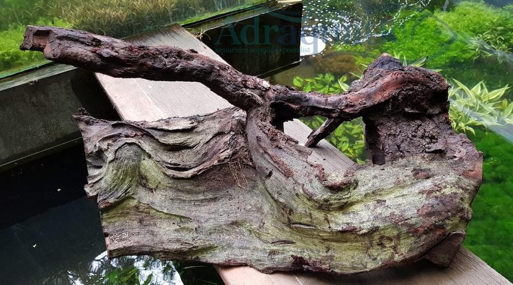 Kayu Aquascape