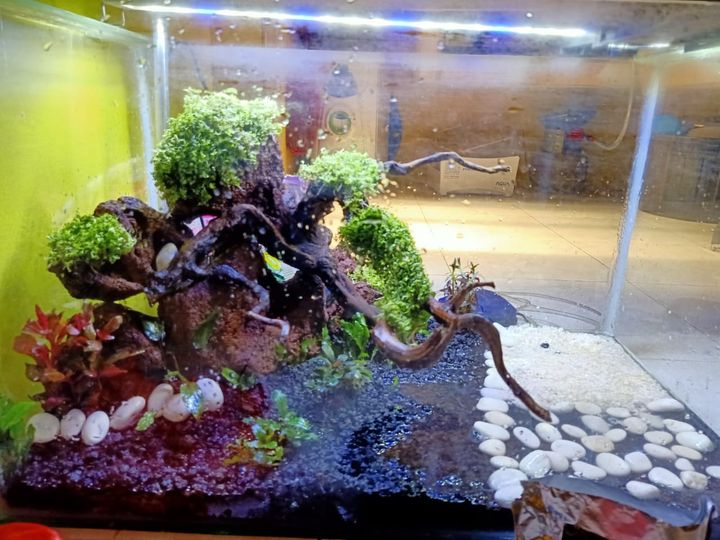 Kayu Aquascape