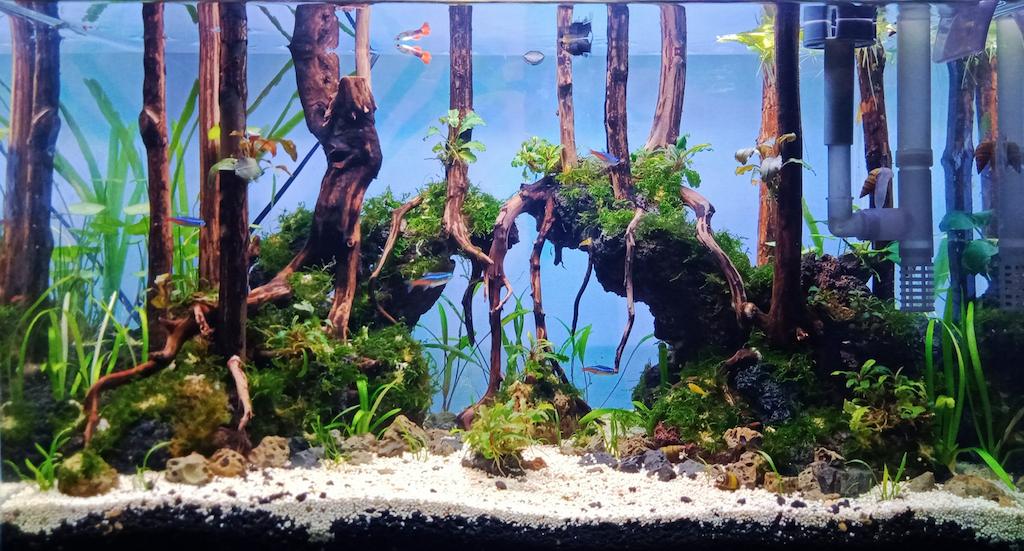 Kayu Aquascape