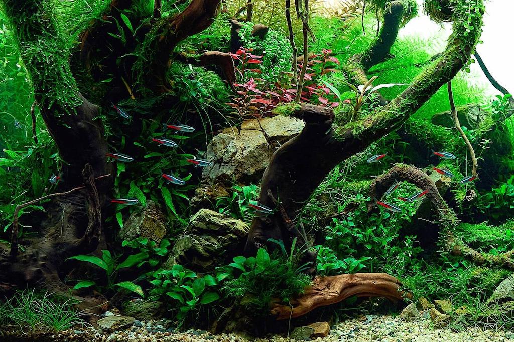 Aquascape