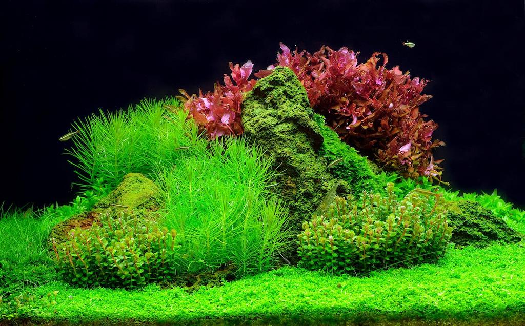 Aquascape