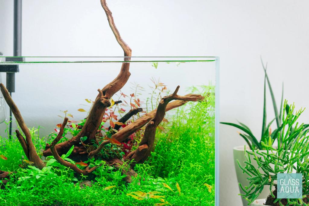 Kayu Aquascape