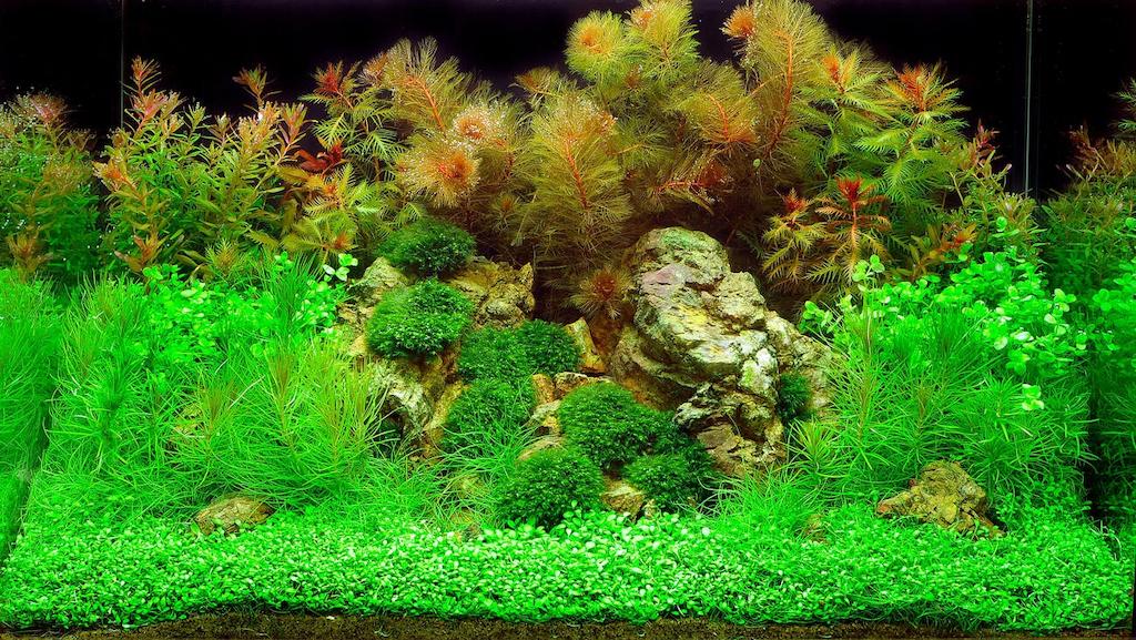 Tanaman Aquascape