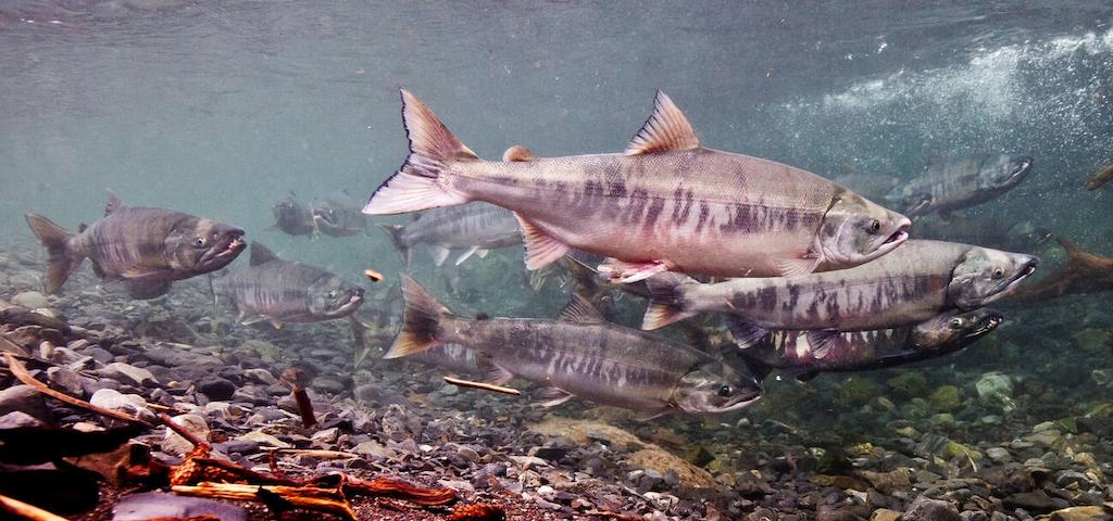 Jenis-jenis Ikan Salmon