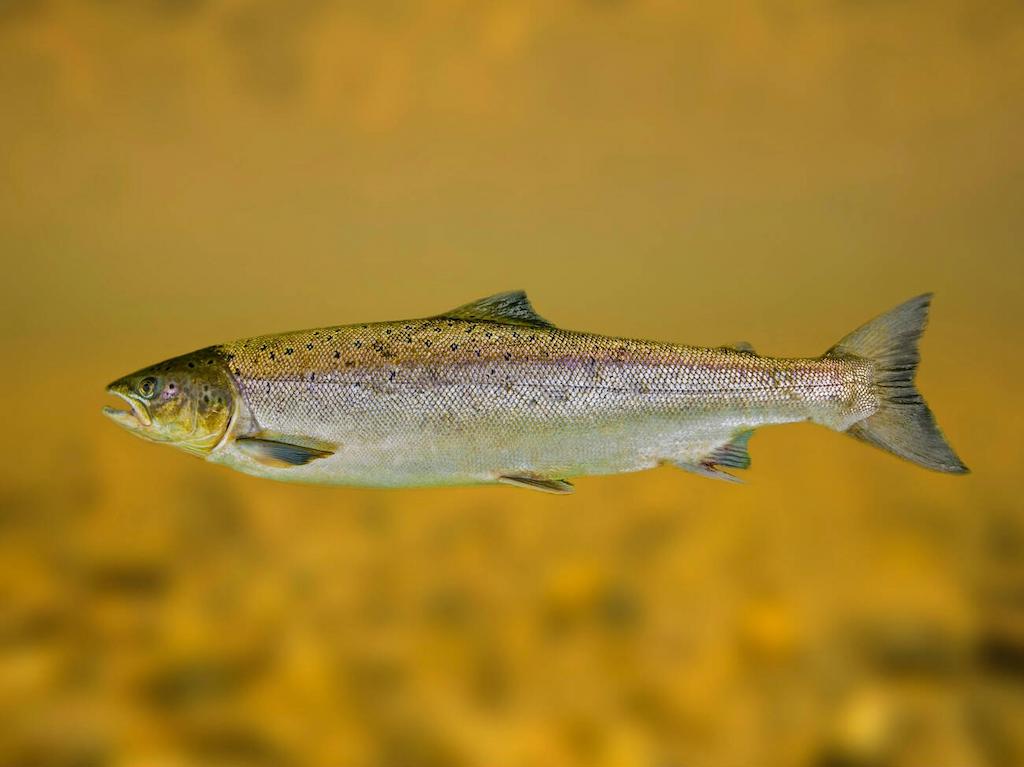 Jenis-jenis Ikan Salmon