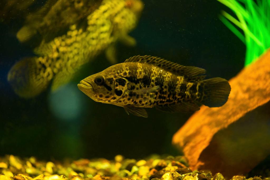 Cara Merawat Ikan Jaguar