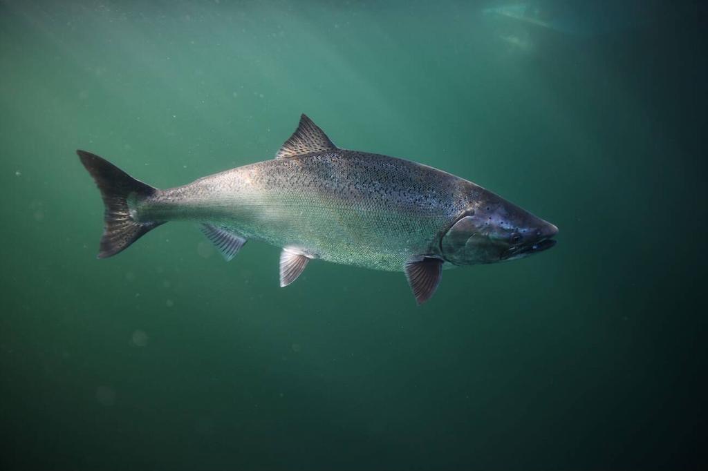 Jenis-jenis Ikan Salmon