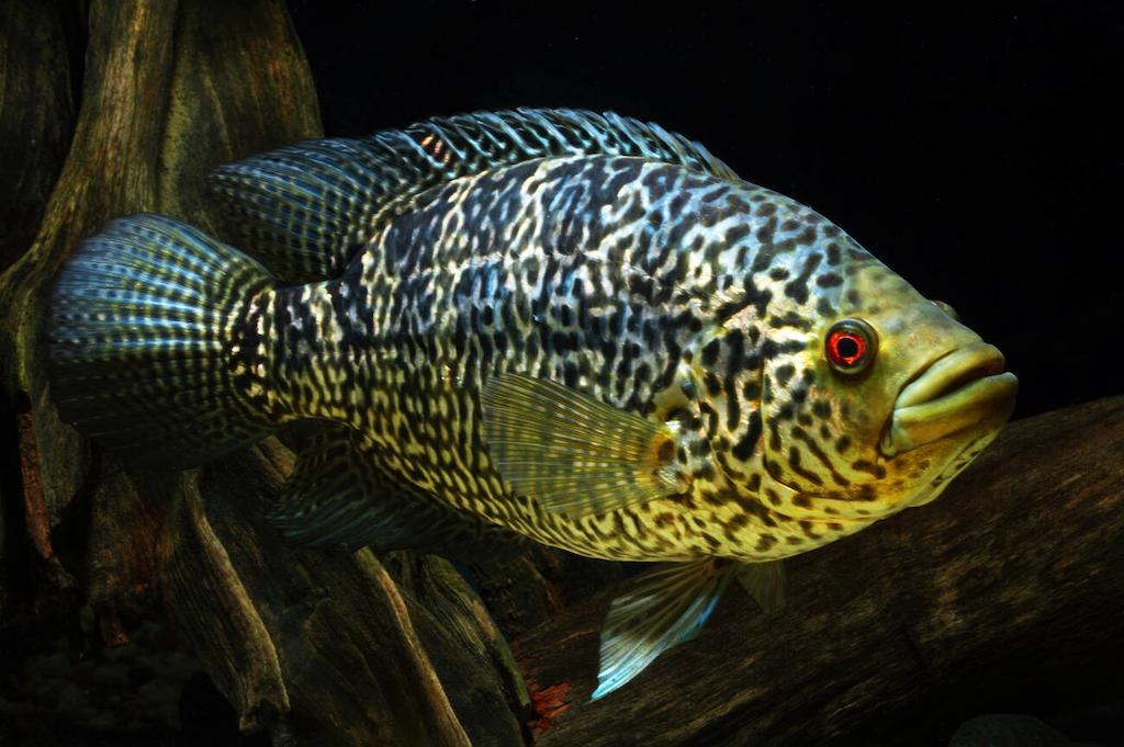 Ciri-ciri Ikan Jaguar