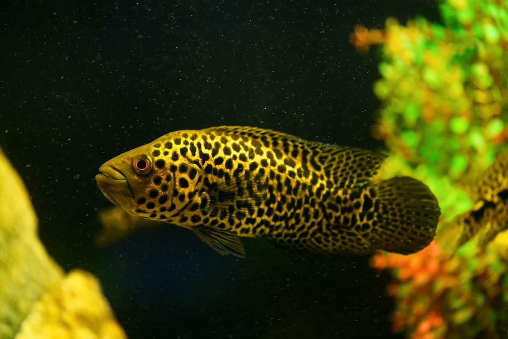 Jenis Ikan Jaguar