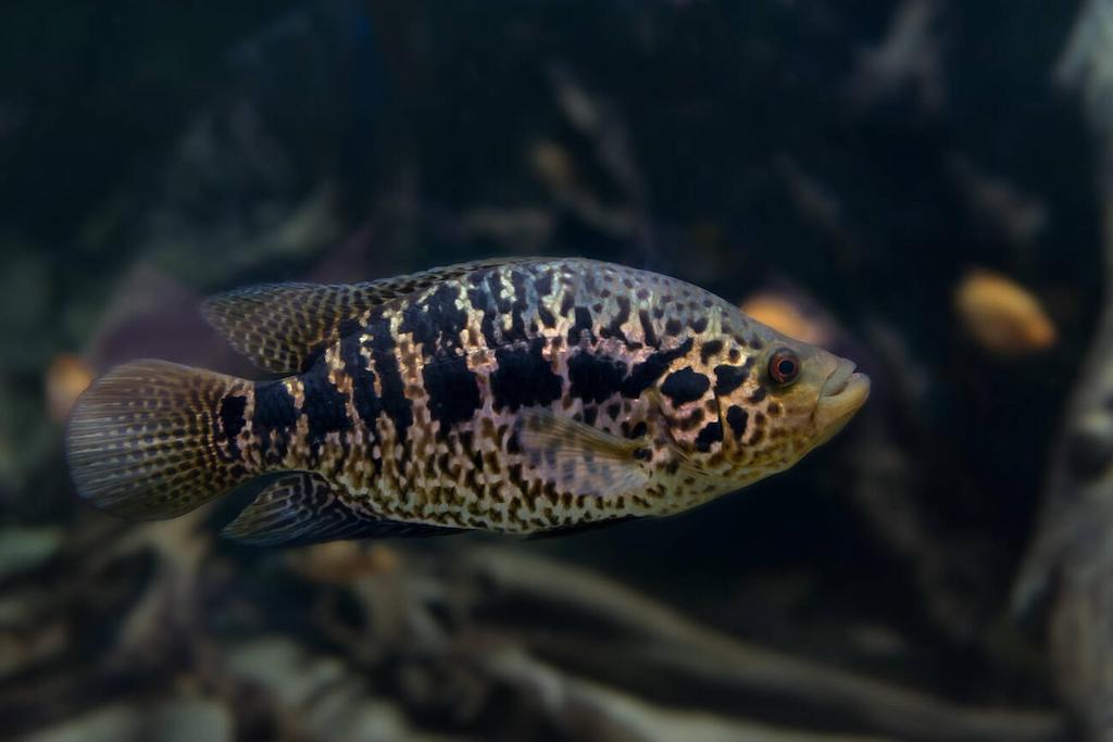 Perilaku Ikan Jaguar