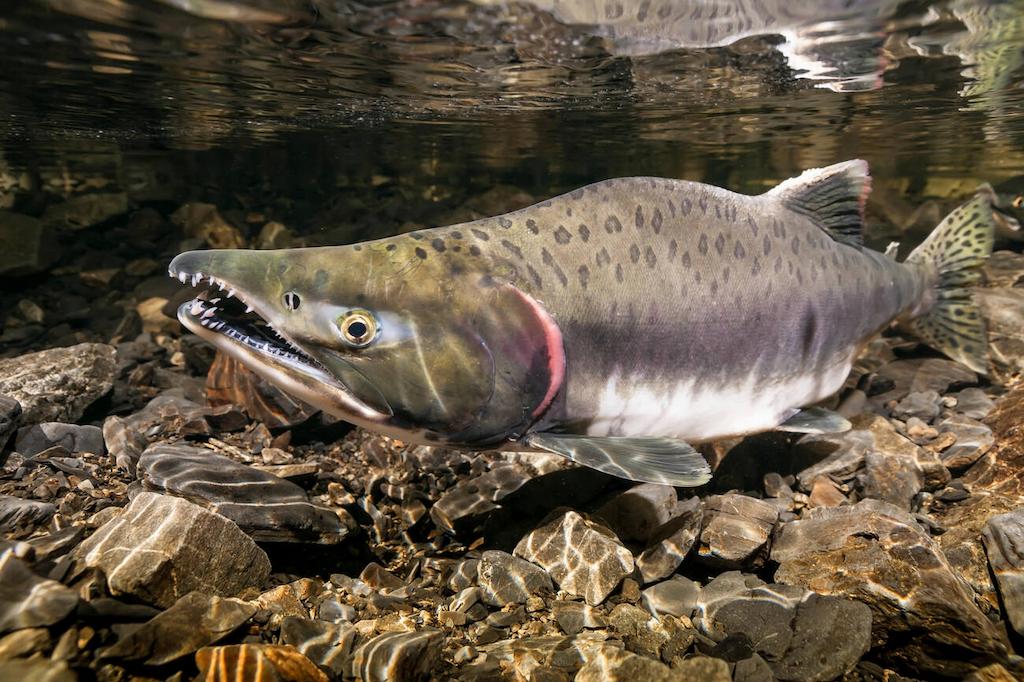 Jenis-jenis Ikan Salmon