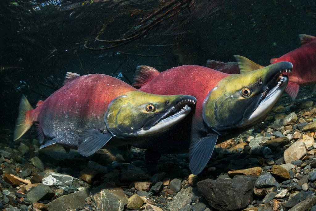 Jenis-jenis Ikan Salmon