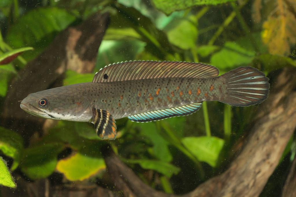 Cara Meningkatkan Warna Ikan Channa Pulchra