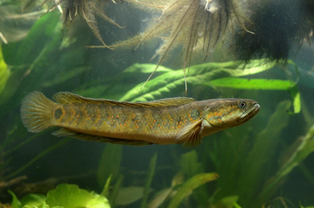Channa Asiatica Red Spot