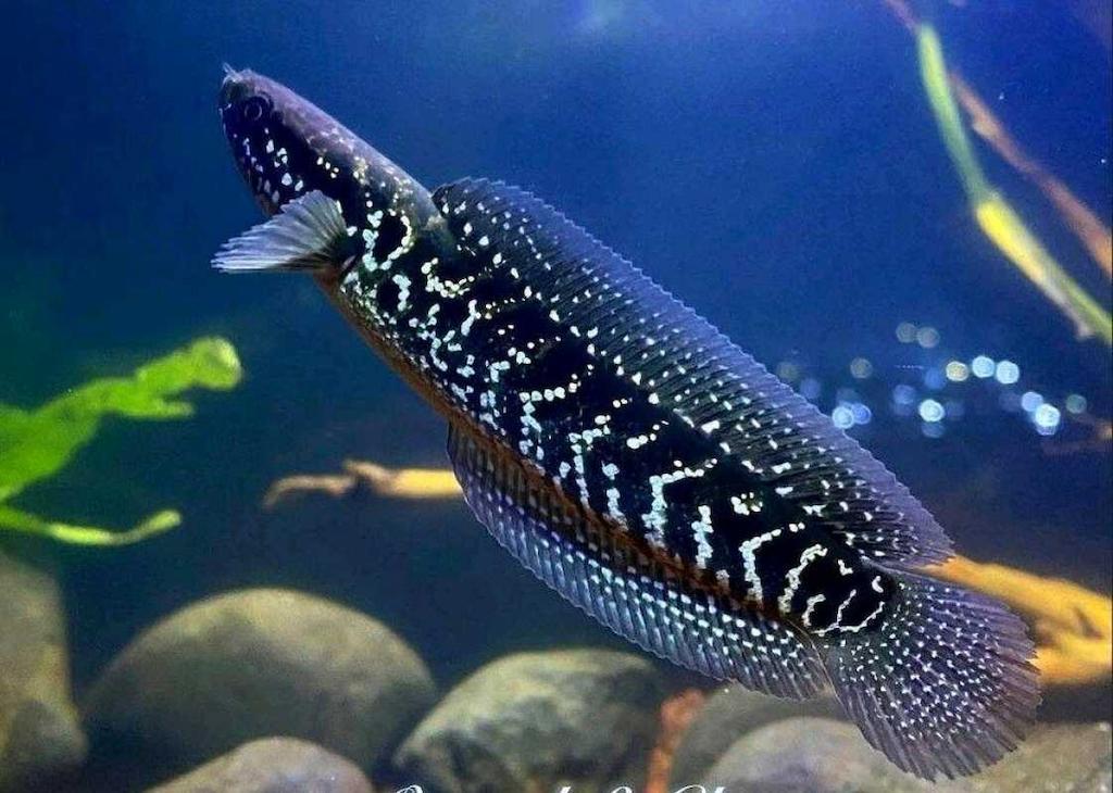 Jenis Ikan Channa