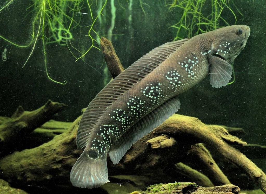 Channa Asiatica White Spot