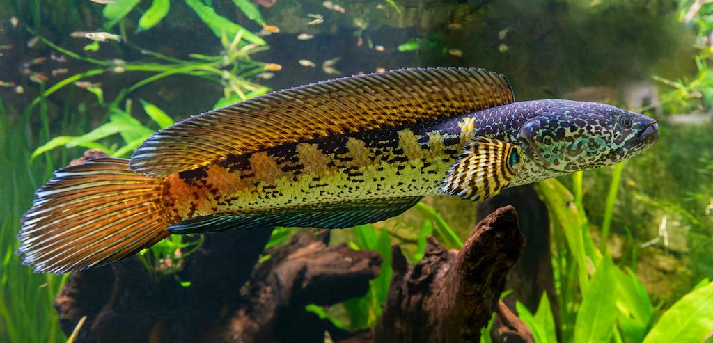 Ciri-ciri Ikan Channa Auranti