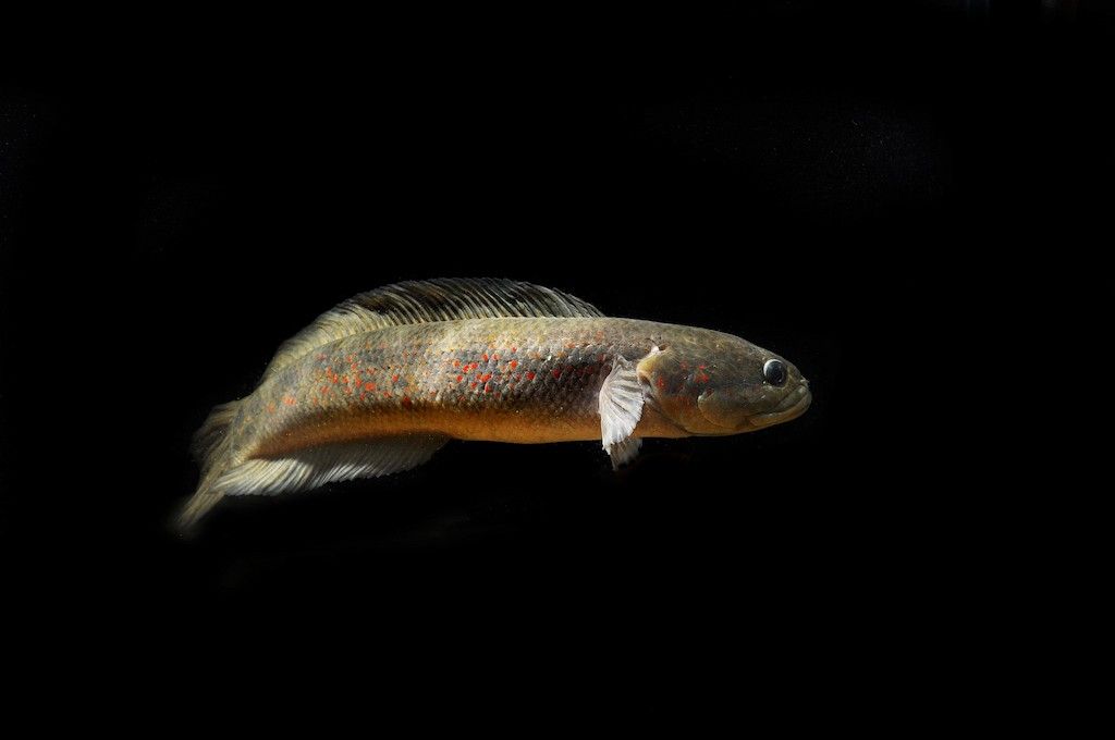 Ikan Channa Asiatica